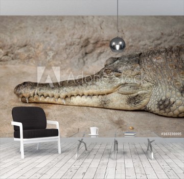 Picture of Slender-snouted crocodile Mecistops cataphractus